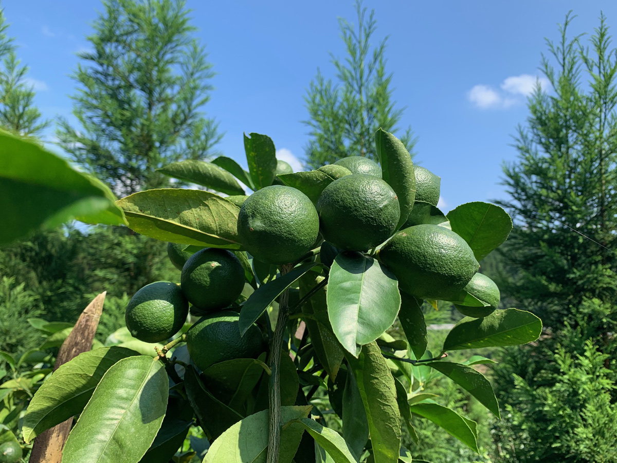 日南市の美しい風景 - 海と山に囲まれた豊かな自然環境