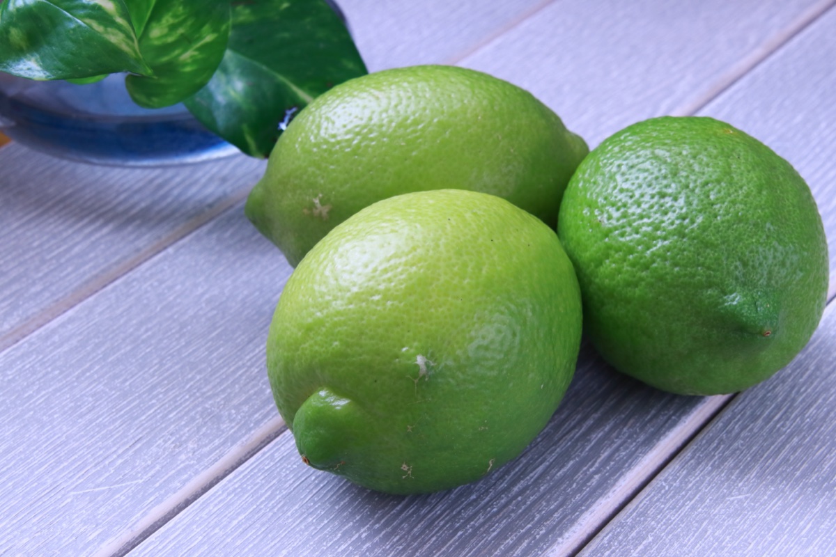 グリーンレモン収穫シーズン