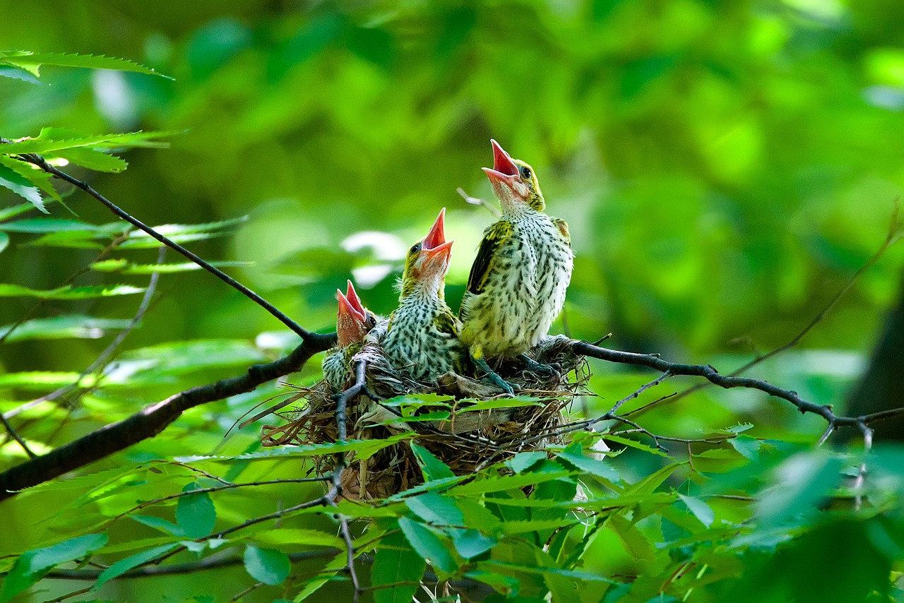 持続可能な農業の取り組み - 自然と共生するレモン畑