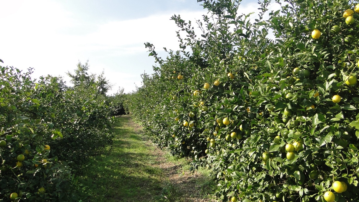 日南レモン農園の風景 - 緑豊かなレモン畑