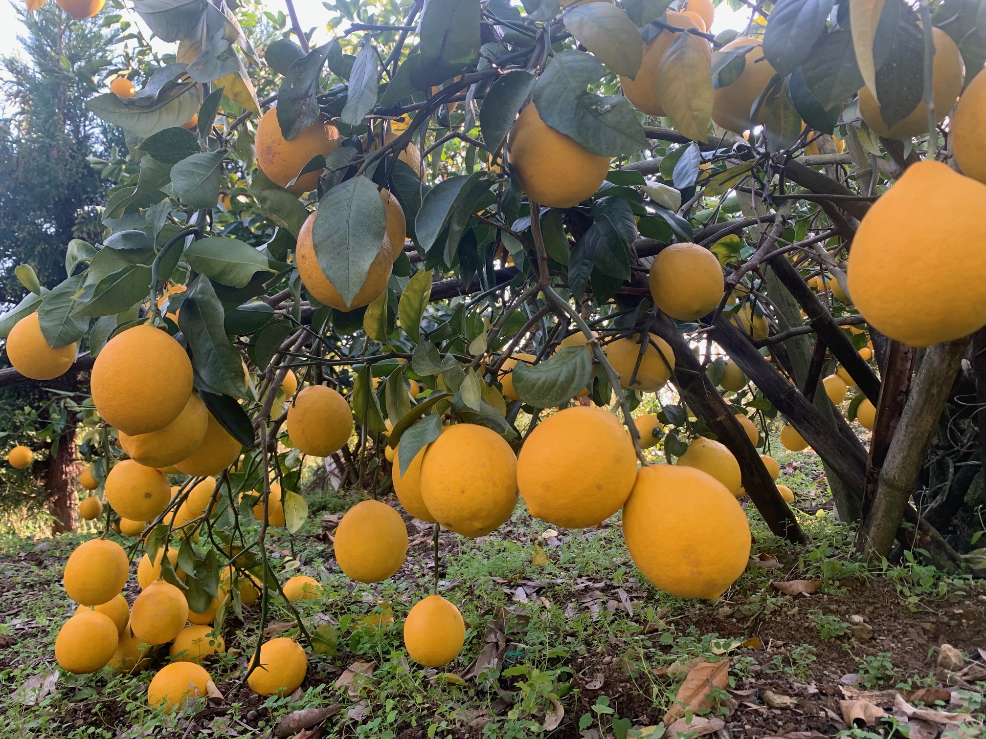 たわわに実る日南レモン