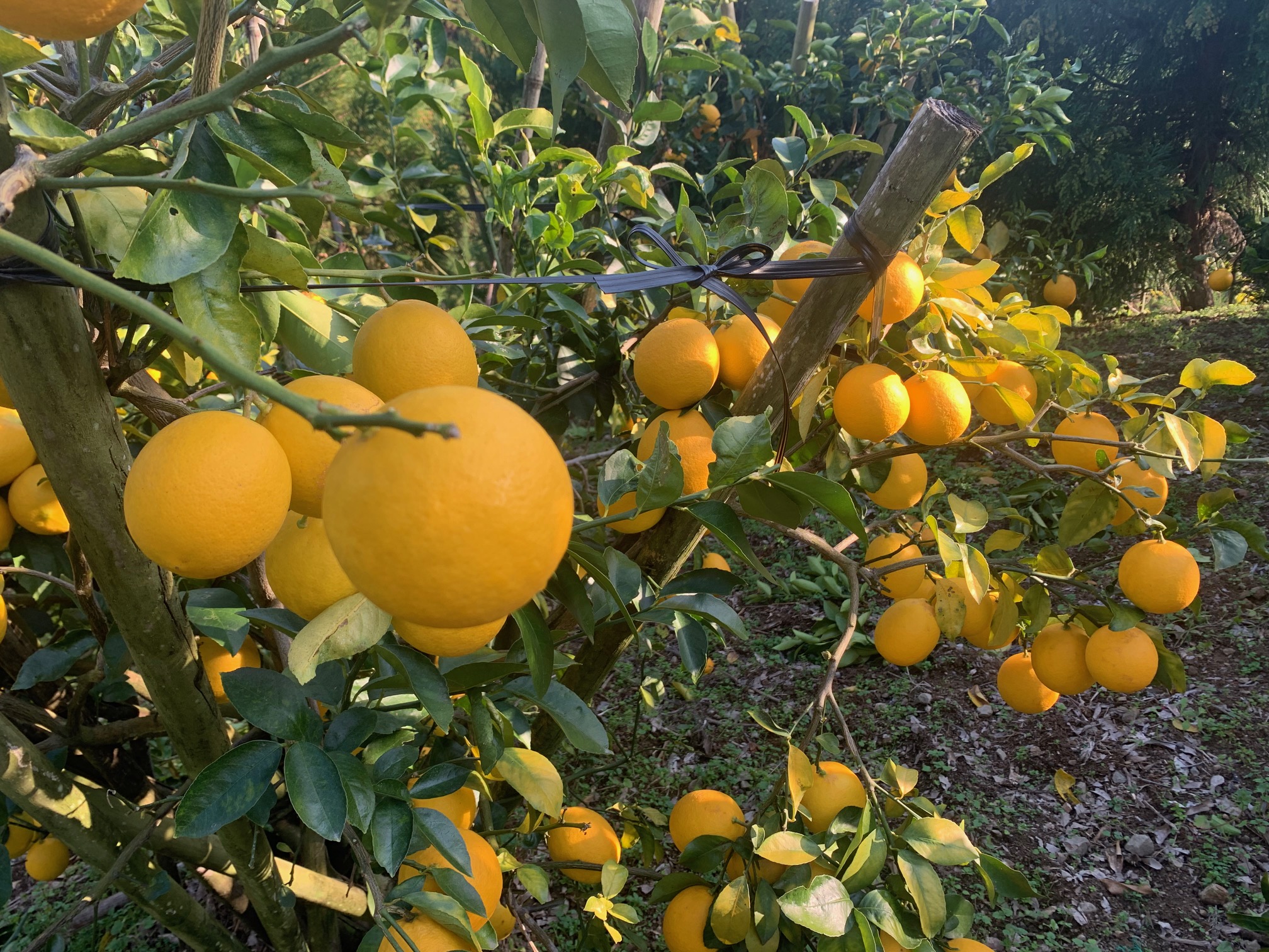 完熟の黄金レモン